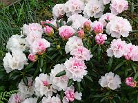 27-05-2006_18-39-32_168