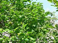 08-06-2006_12-38-02_25