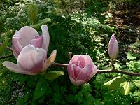 2009-05-09_08-33-56_0092