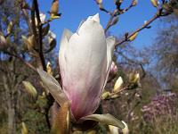 magnolia-soulangeana