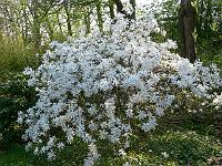 magnolia_stellata