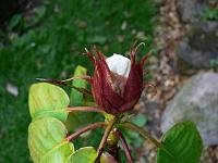 20-07-2006_20-13-48_23