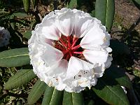 rhododendron-calophytum