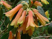 rhododendron_cinnabarinum