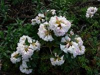 18-05-2006_20-25-11_121