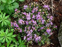 31-05-2006_16-50-52_83