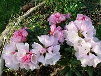 23-05-2006_18-37-06_241