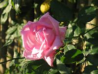 09-11-05canon_008