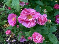 03-07-2006_07-44-08_13