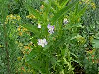 27-05-2006_18-33-08_68