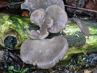 18-12-2006_12-03-13_01