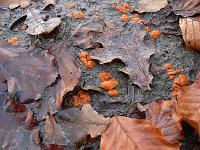 2008-11-15_15-48-09_0014