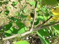 2011-07-30_08-50-30_0044