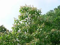 21-07-2006_16-02-52_09