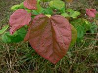 2010-07-29_08-10-14_0124