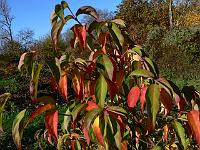cornus_gloria_birkett