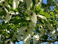 2009-05-11_08-00-39_0021