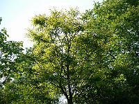 2012-07-03_09-04-10_0265