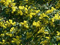 mahonia_x_wagneri