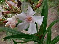 2009-07-14_09-08-22_0079