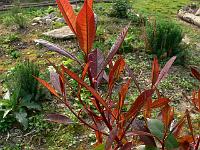 2009-04-29_07-54-37_0071