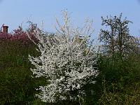 2009-04-14_15-50-28_0082