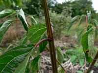 2010-08-14_12-45-26_0109