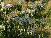 2013-07-20_18-09-06_0031