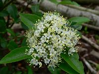 viburnum_cassinoides