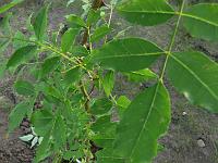 2009-09-09_16-29-16_0188