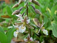 epipactis_palustris_-_sumphullaebe
